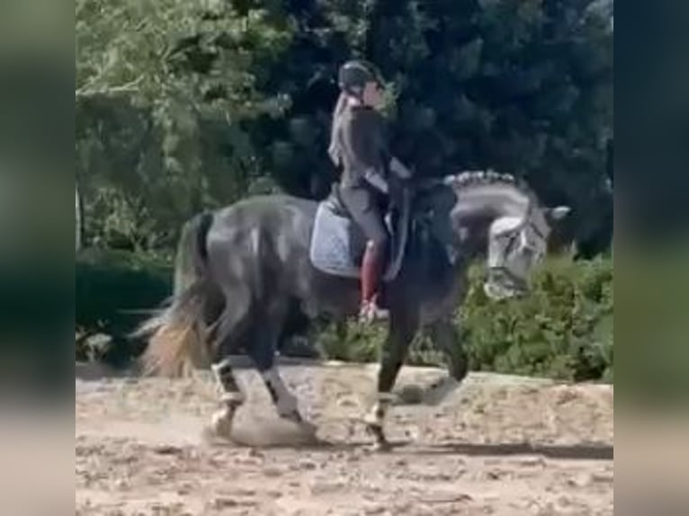 PRE Mestizo Semental 4 años 164 cm Tordo in Sevilla