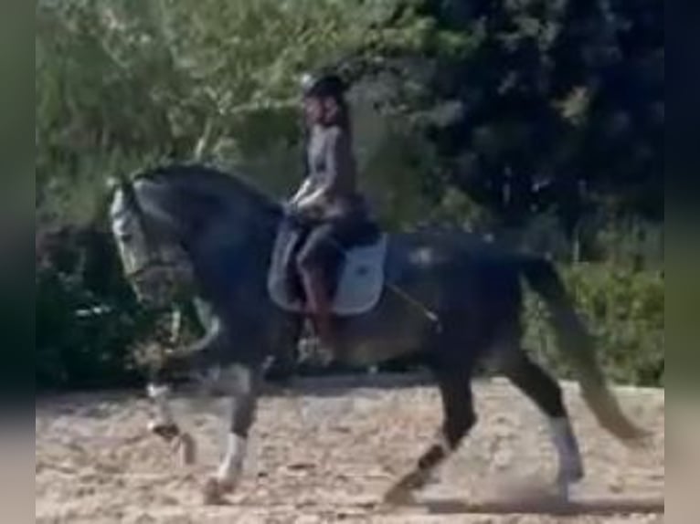 PRE Mestizo Semental 4 años 164 cm Tordo in Sevilla