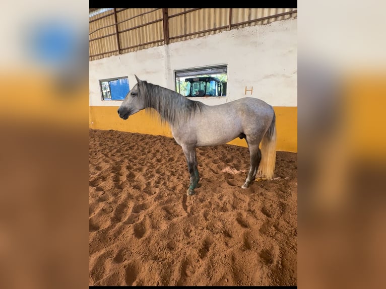 PRE Semental 4 años 164 cm Tordo rodado in Valderrubio