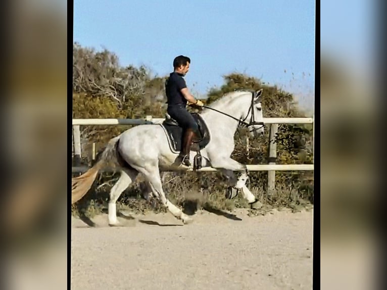 PRE Semental 4 años 164 cm Tordo rodado in Sevilla