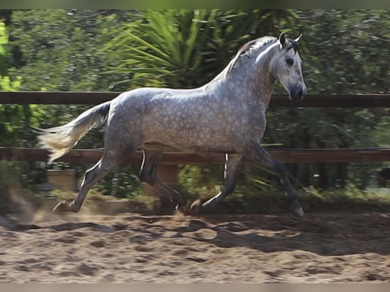 PRE Semental 4 años 164 cm Tordo rodado in Sagunt/Sagunto
