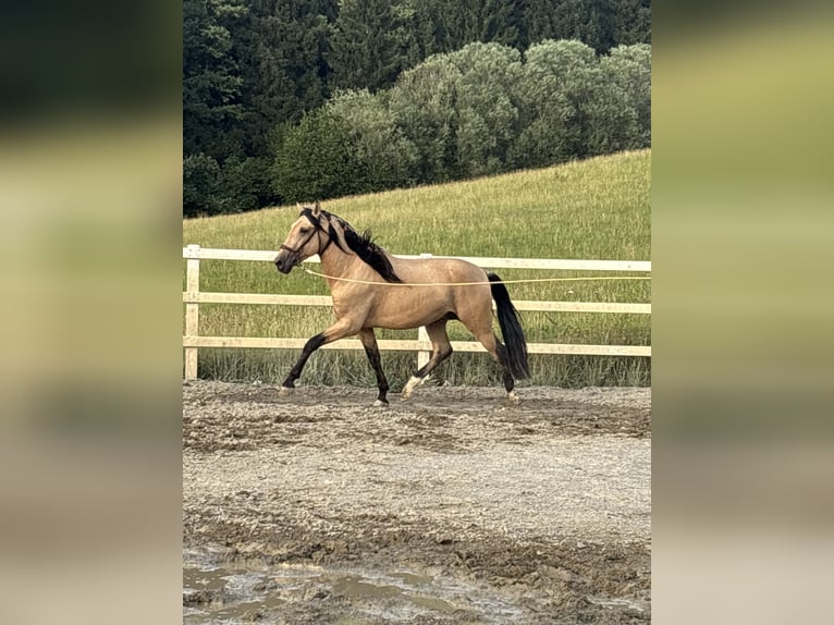 PRE Mestizo Semental 4 años 165 cm Bayo in Niederstaufen