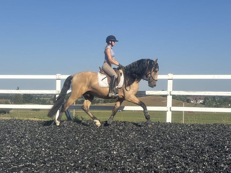 PRE Mestizo Semental 4 años 165 cm Bayo in Niederstaufen