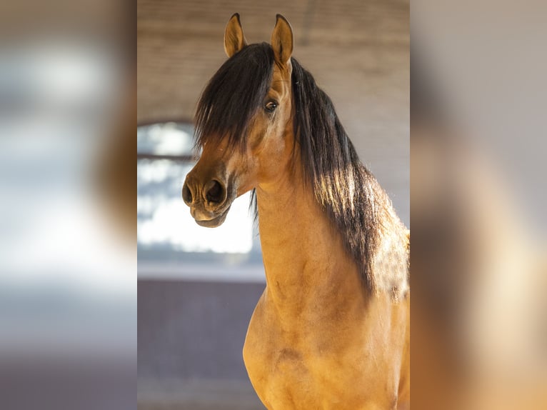 PRE Mestizo Semental 4 años 165 cm Buckskin/Bayo in El Catllar