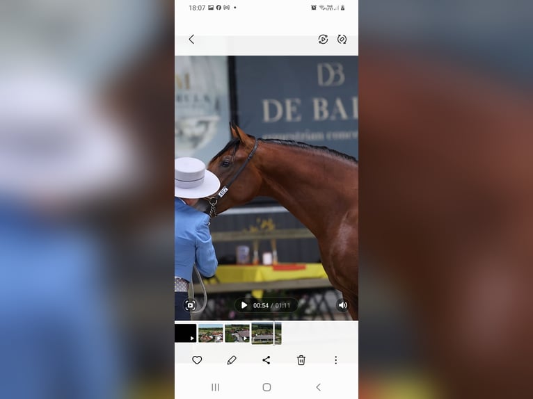 PRE Semental 4 años 165 cm Castaño in RANST