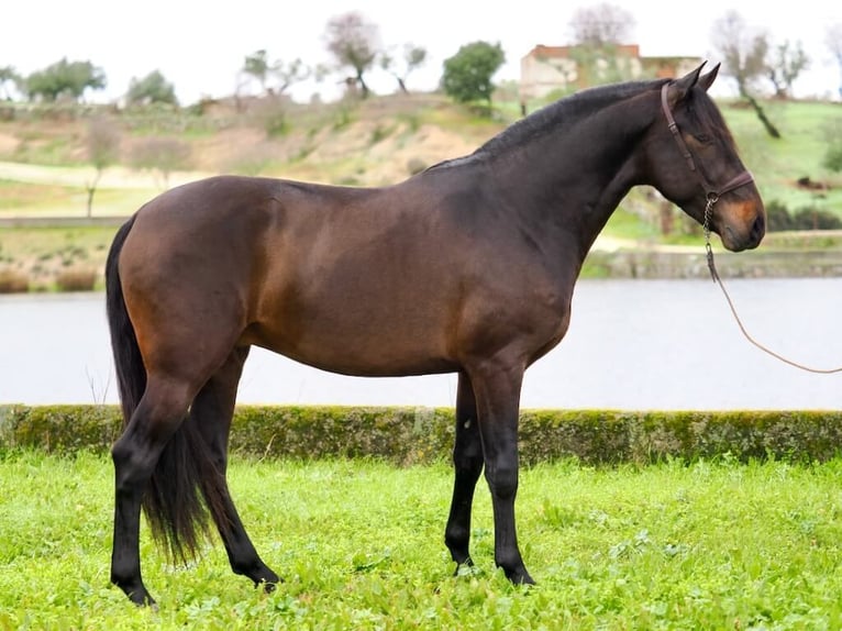 PRE Mestizo Semental 4 años 165 cm Castaño in Navas Del Madroño