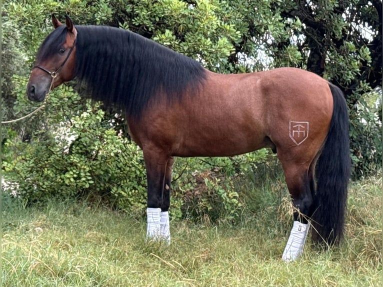 PRE Mestizo Semental 4 años 165 cm Castaño in Valencia