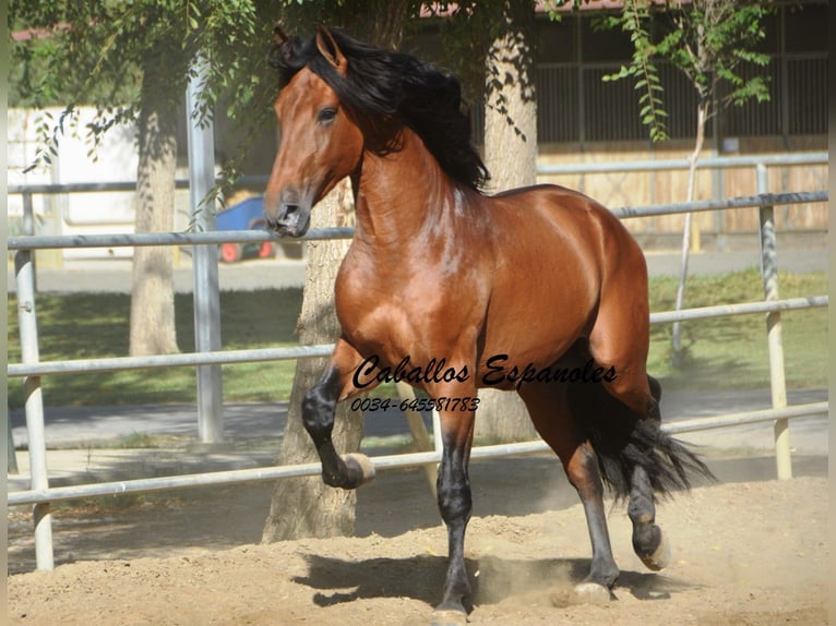 PRE Semental 4 años 165 cm Castaño in Vejer de la Frontera