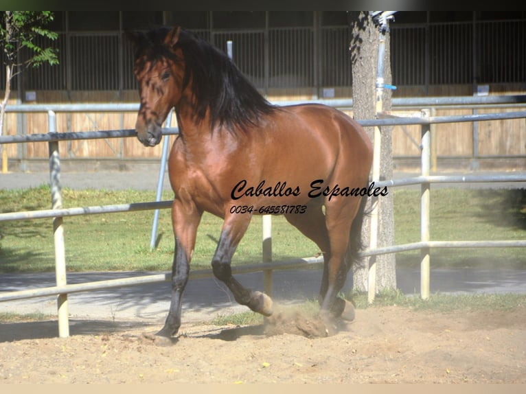 PRE Semental 4 años 165 cm Castaño in Vejer de la Frontera