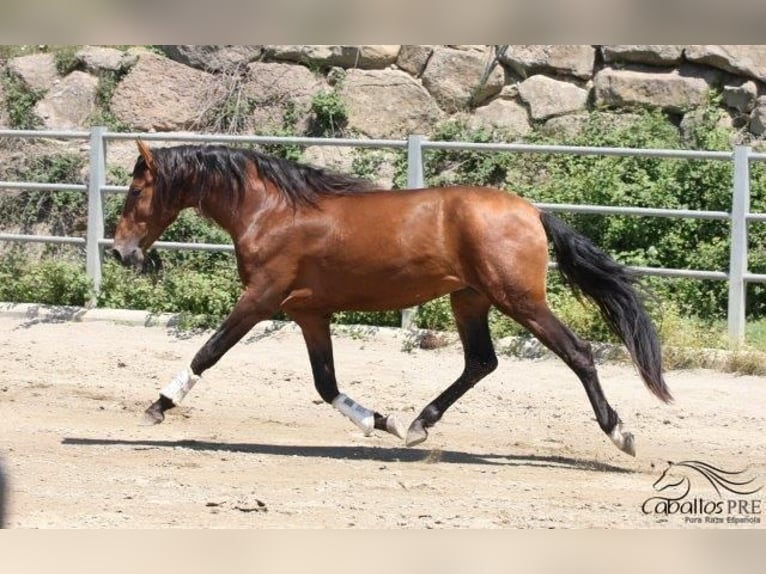 PRE Semental 4 años 165 cm Castaño in Barcelona