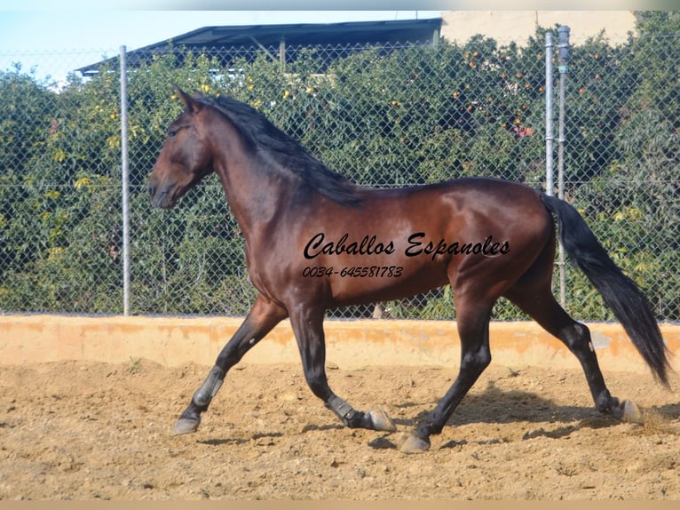 PRE Semental 4 años 165 cm Castaño in Vejer de la Frontera