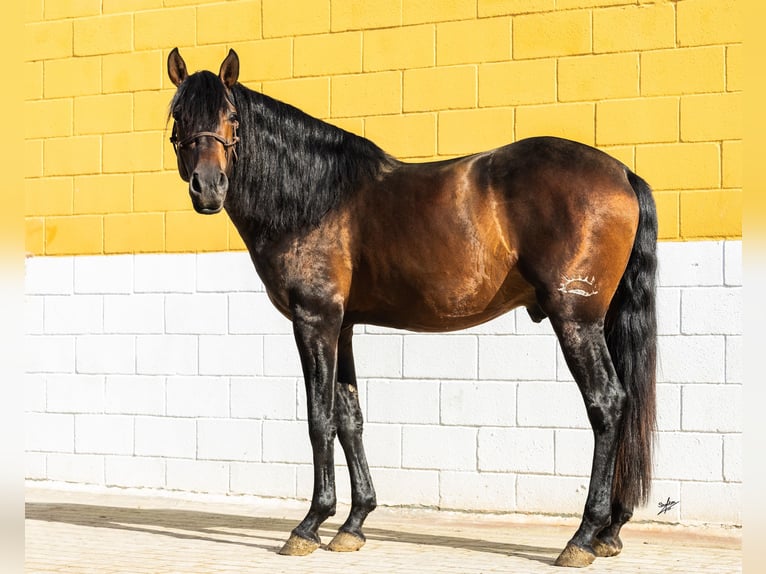 PRE Semental 4 años 165 cm Castaño oscuro in El Catllar