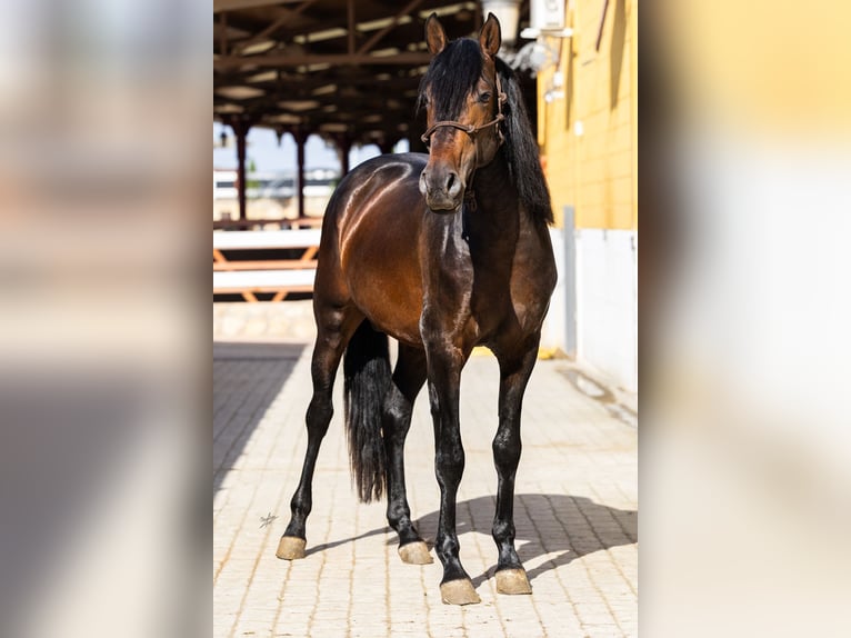 PRE Semental 4 años 165 cm Castaño oscuro in El Catllar