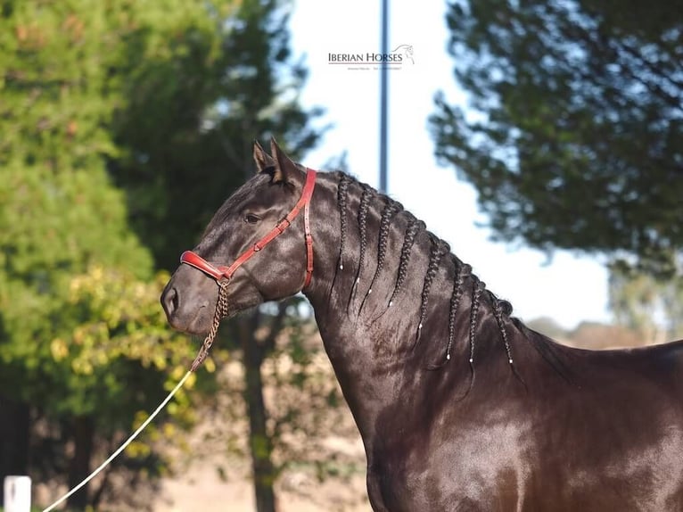 PRE Mestizo Semental 4 años 165 cm Negro in Navas Del Madroño