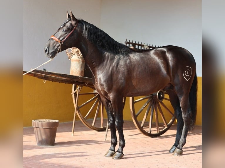 PRE Mestizo Semental 4 años 165 cm Negro in Oststeinbek