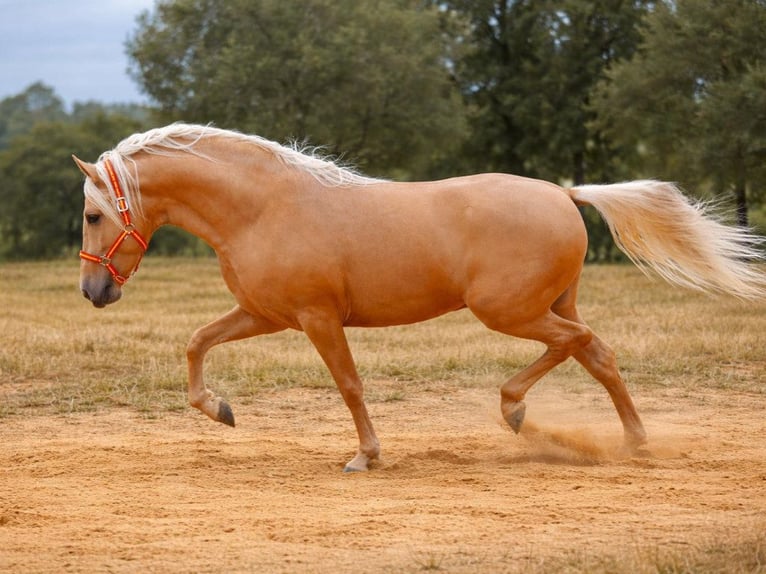 PRE Mestizo Semental 4 años 165 cm Palomino in Navas Del Madroño