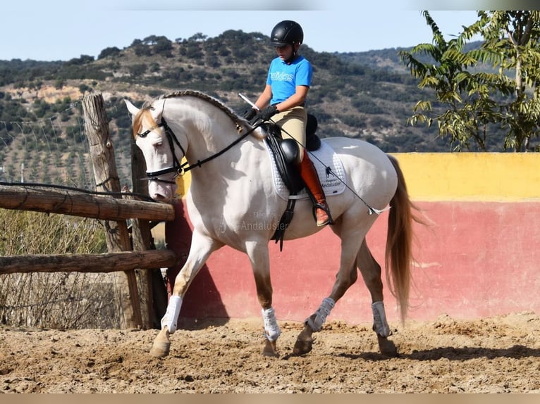 PRE Mestizo Semental 4 años 165 cm Perla in Provinz Malaga