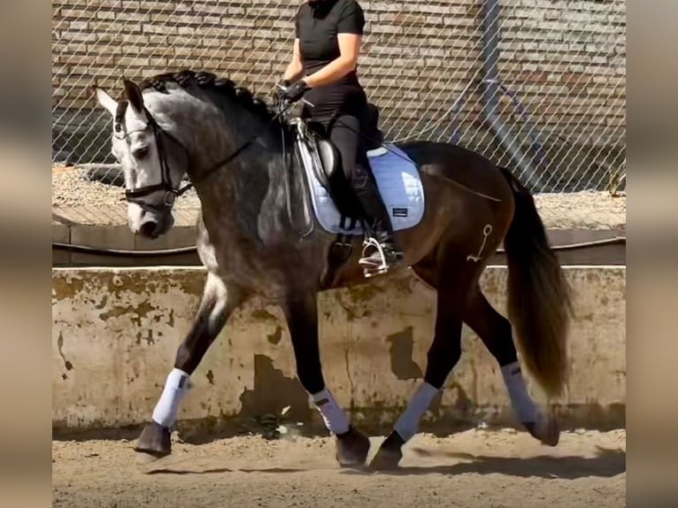PRE Mestizo Semental 4 años 165 cm Tordillo negro in Martfeld