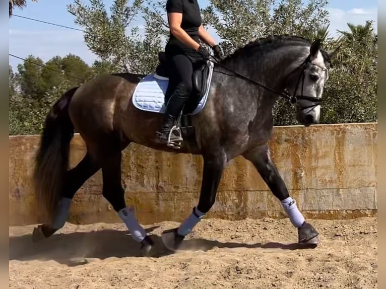 PRE Mestizo Semental 4 años 165 cm Tordillo negro in Martfeld