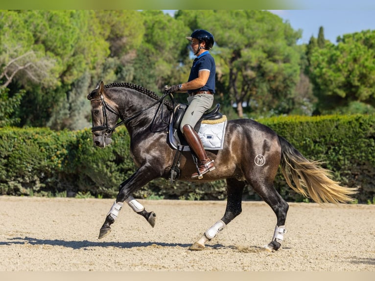 PRE Semental 4 años 165 cm Tordo in Barcelona