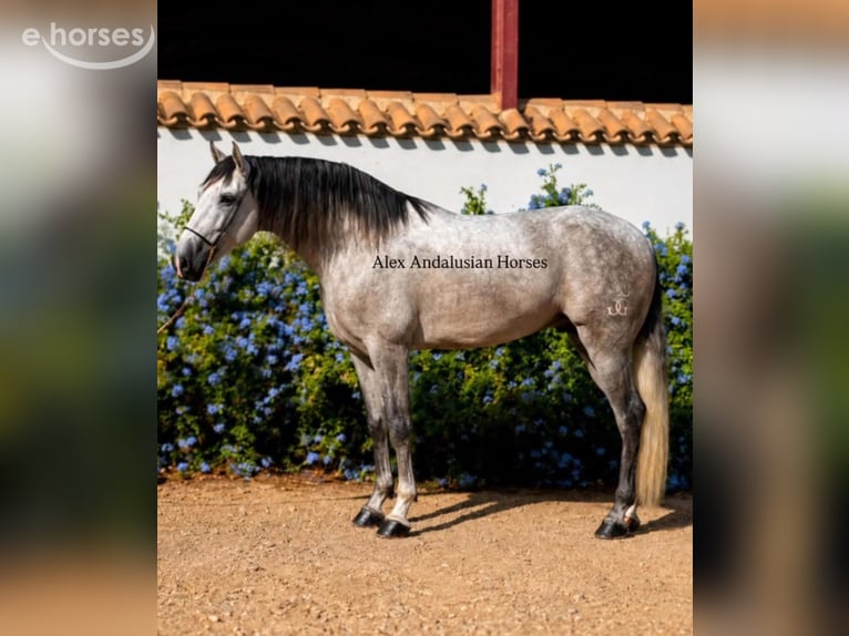PRE Mestizo Semental 4 años 165 cm Tordo in Sevilla