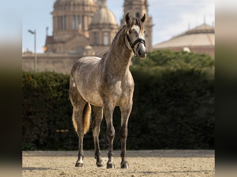 PRE Mestizo Semental 4 años 165 cm Tordo in Sevilla