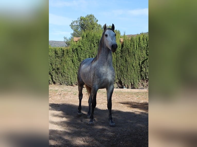 PRE Mestizo Semental 4 años 165 cm Tordo rodado in Sagunt/Sagunto