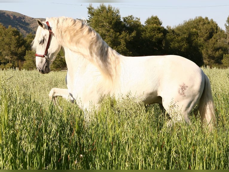 PRE Mestizo Semental 4 años 165 cm Tordo rodado in Sagunt/Sagunto