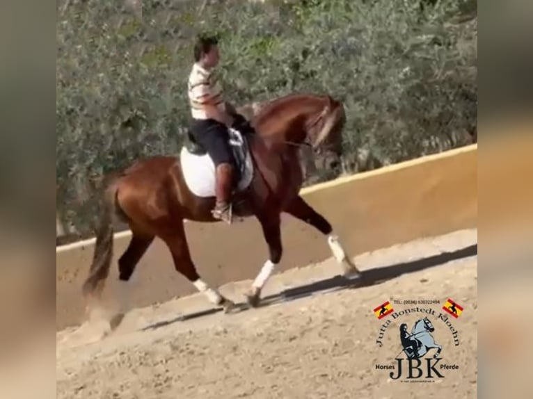 PRE Mestizo Semental 4 años 166 cm Alazán in Tabernas Almeria