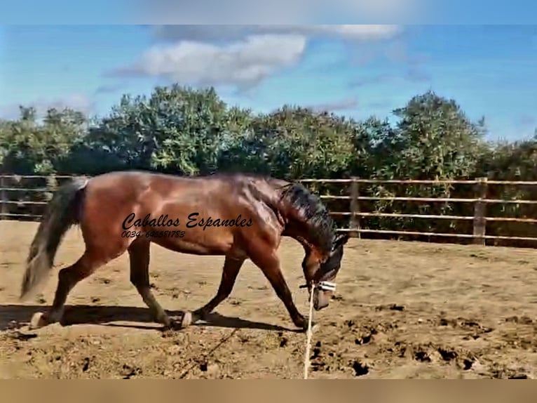 PRE Mestizo Semental 4 años 166 cm Castaño in vejer de la frontera