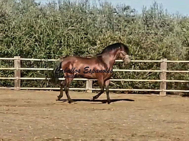 PRE Mestizo Semental 4 años 166 cm Castaño in vejer de la frontera