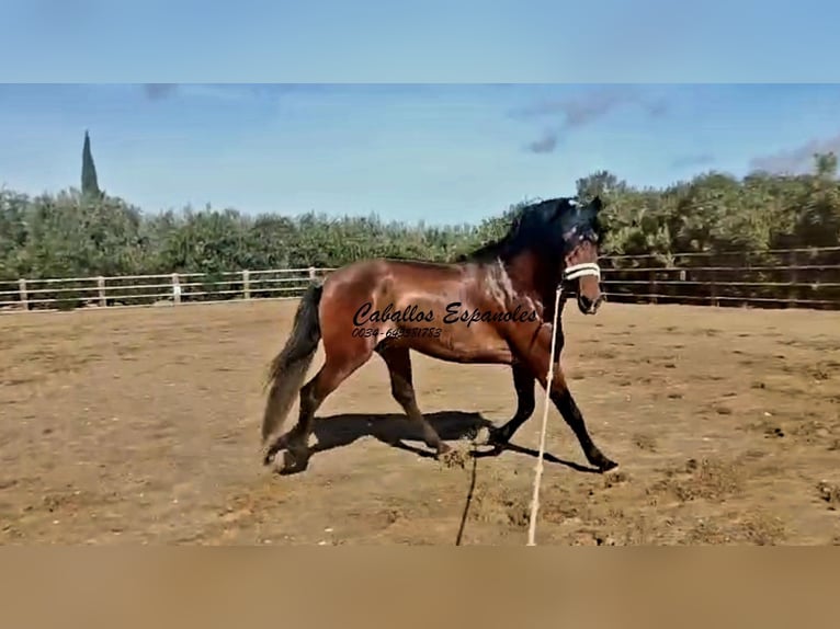 PRE Mestizo Semental 4 años 166 cm Castaño in vejer de la frontera