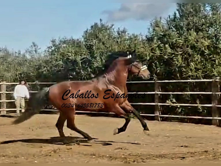 PRE Mestizo Semental 4 años 166 cm Castaño in vejer de la frontera
