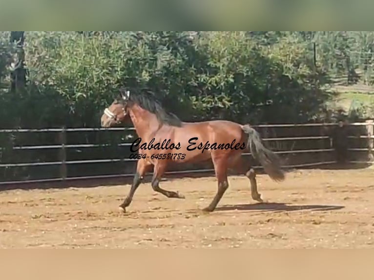 PRE Mestizo Semental 4 años 166 cm Castaño in vejer de la frontera