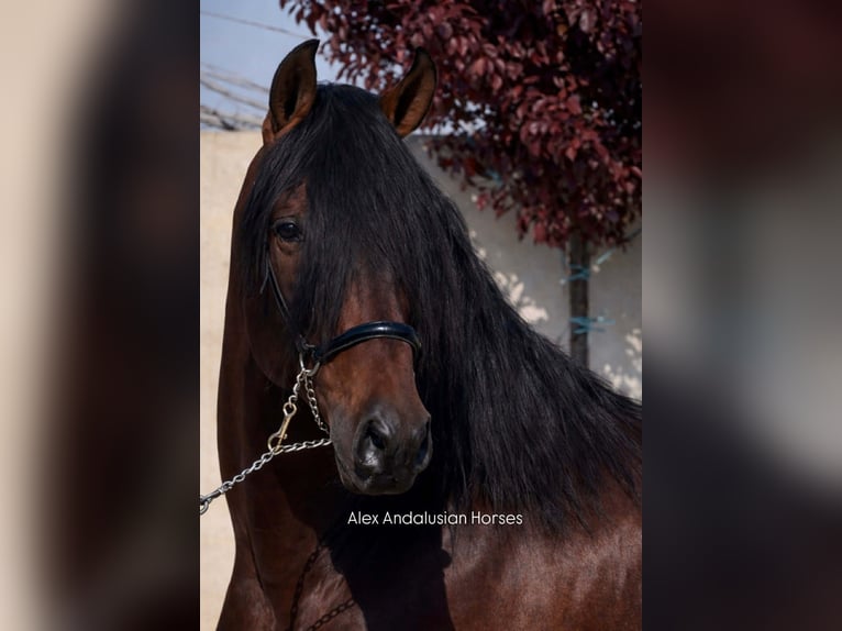 PRE Mestizo Semental 4 años 166 cm Castaño oscuro in Sevilla