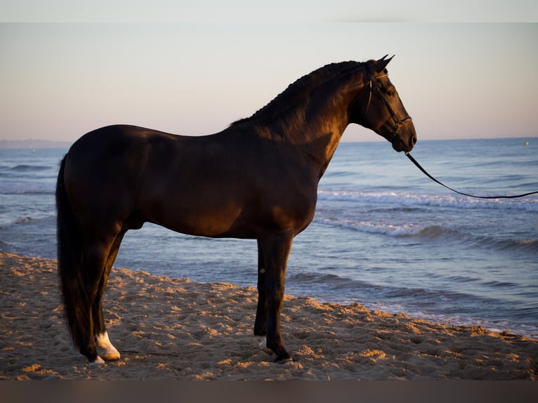 PRE Semental 4 años 166 cm Negro in Els Poblets