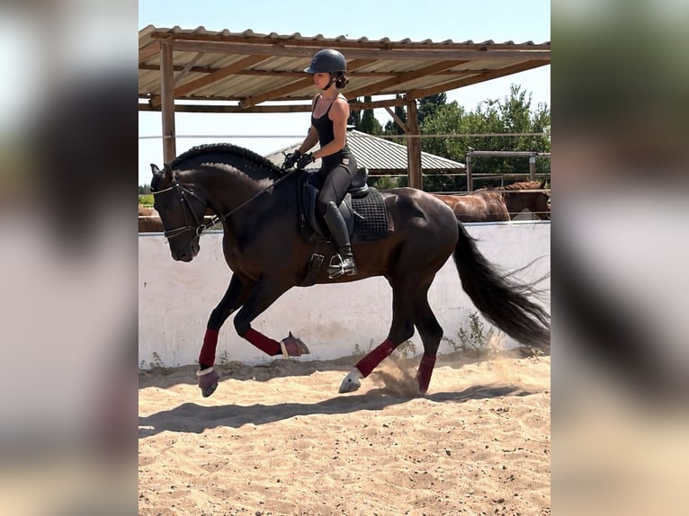 PRE Semental 4 años 166 cm Negro in Els Poblets