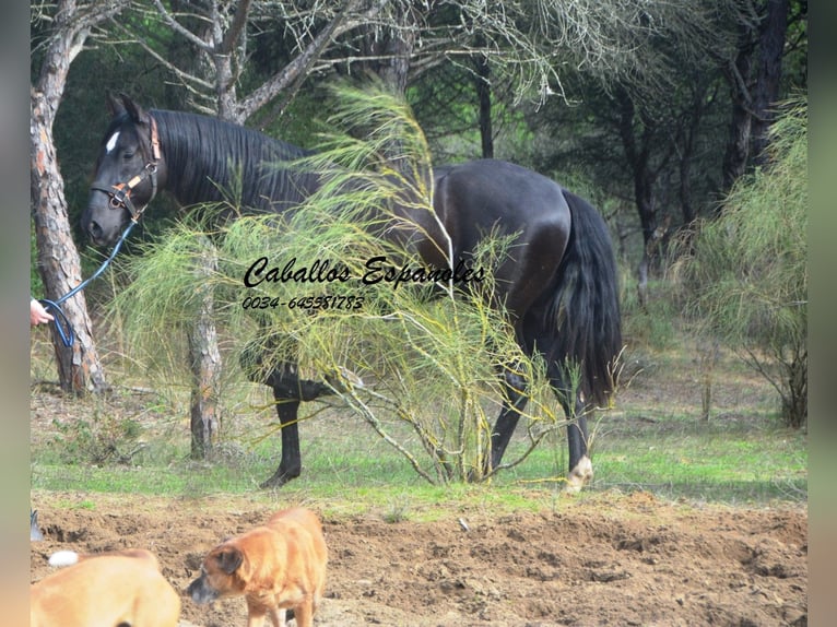 PRE Mestizo Semental 4 años 166 cm Negro in Vejer de la Frontera