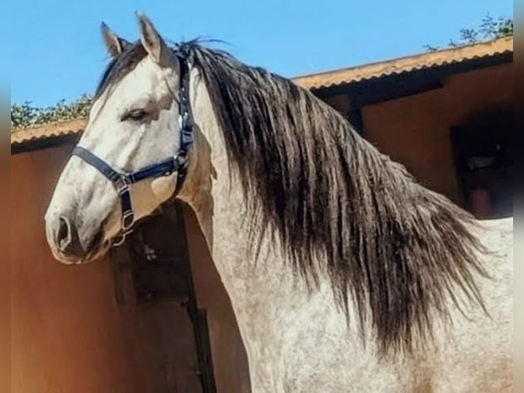PRE Mestizo Semental 4 años 166 cm Tordo rodado in Sevilla