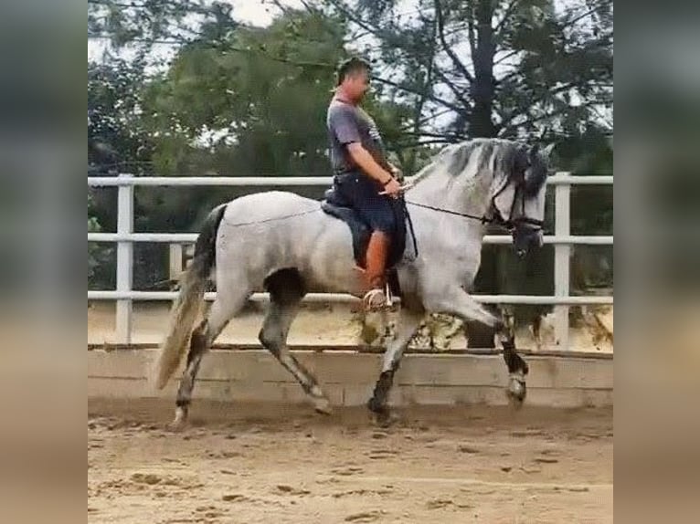 PRE Mestizo Semental 4 años 166 cm Tordo rodado in Sevilla