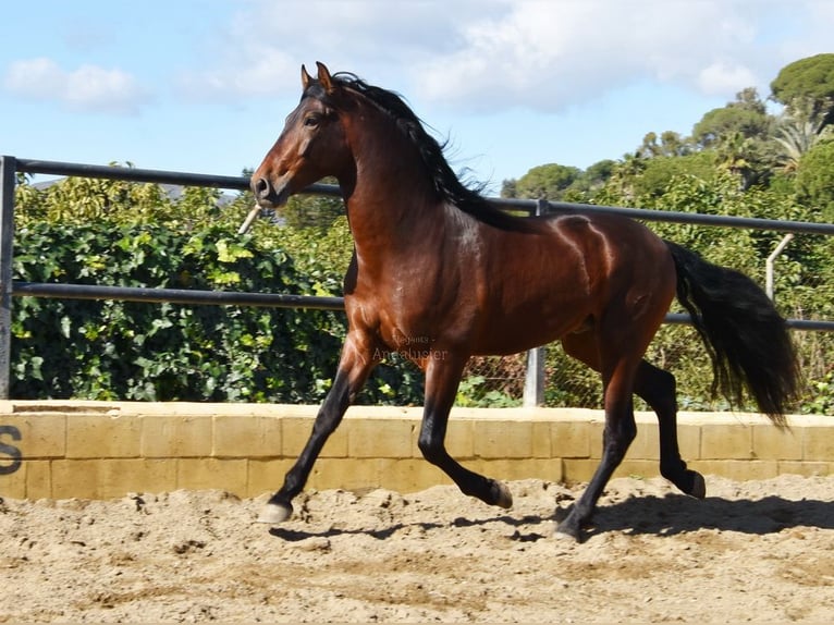 PRE Semental 4 años 167 cm Castaño in Provinz Malaga