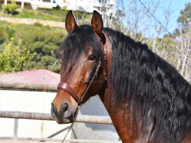 PRE Semental 4 años 167 cm Castaño in Provinz Malaga