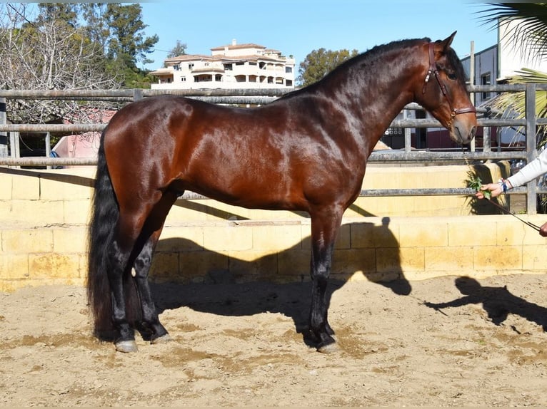 PRE Semental 4 años 167 cm Castaño in Provinz Malaga