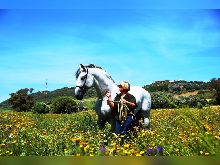 PRE Semental 4 años 167 cm Morcillo in Vejer de la Frontera