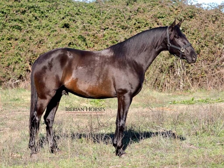 PRE Mestizo Semental 4 años 167 cm Negro in Navas Del Madroño