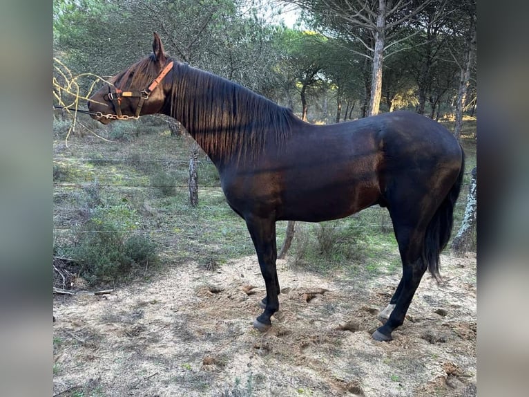 PRE Mestizo Semental 4 años 167 cm Negro in Vejer de la Frontera