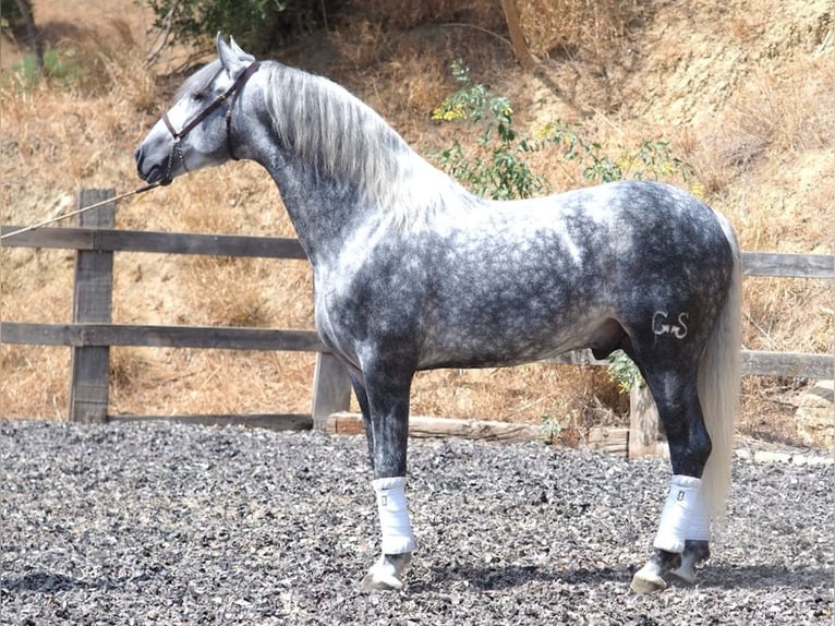 PRE Mestizo Semental 4 años 167 cm Tordo in NAVAS DEL MADRONO