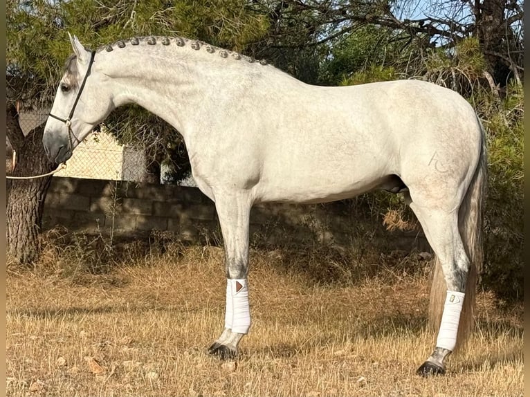PRE Mestizo Semental 4 años 167 cm Tordo rodado in Schwarme