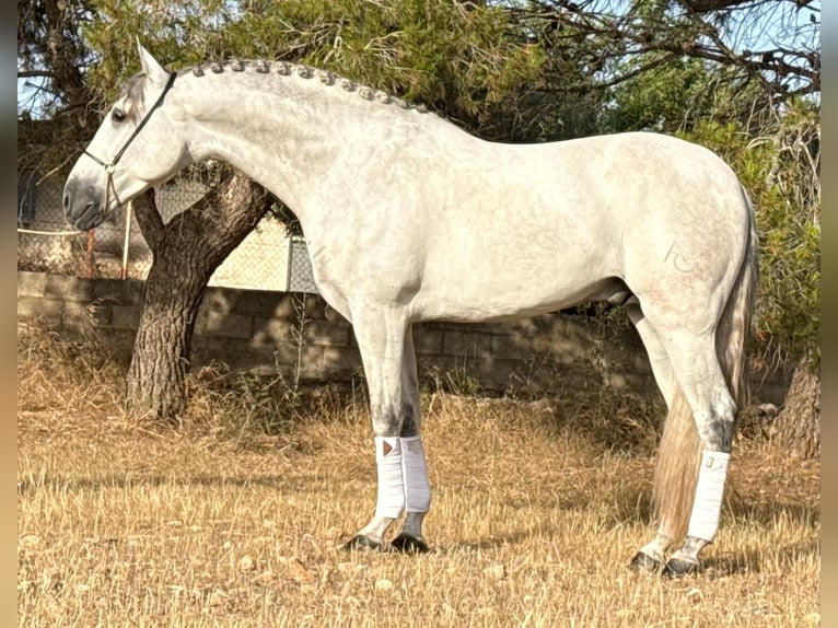 PRE Mestizo Semental 4 años 167 cm Tordo rodado in Schwarme