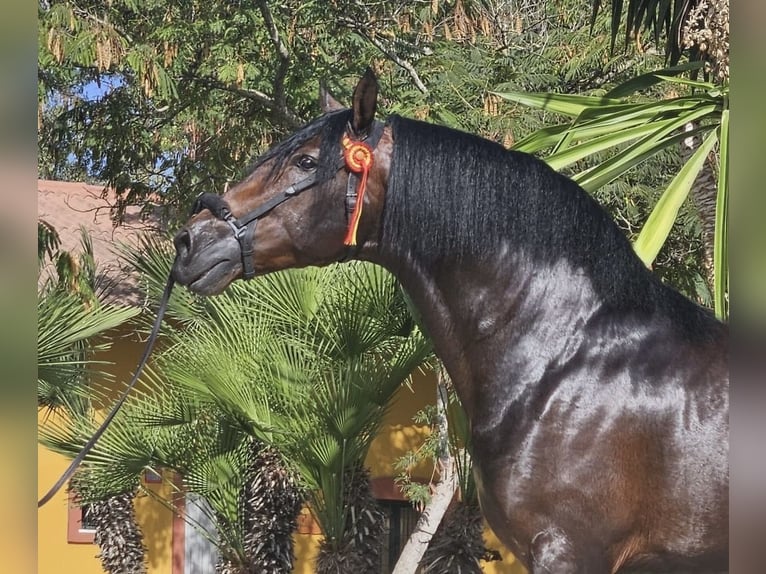 PRE Semental 4 años 168 cm Castaño in Jerez de la Frontera